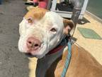 Adopt COURAGE a Pit Bull Terrier