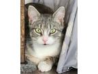 Adopt Puppet a Gray, Blue or Silver Tabby Domestic Shorthair / Mixed (short