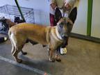Adopt SAMANTHA a German Shepherd Dog, Mixed Breed