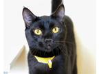 Adopt Rollo a All Black Domestic Shorthair / Mixed (short coat) cat in Fargo