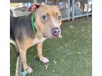 Adopt IVY a Pit Bull Terrier