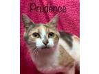 Adopt Prudence a Calico or Dilute Calico Domestic Shorthair / Mixed (short coat)