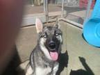 Adopt JASMINE a German Shepherd Dog, Mixed Breed