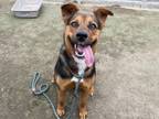 Adopt FRIDA a German Shepherd Dog, Pit Bull Terrier