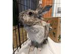 Adopt PUFF a Bunny Rabbit