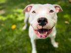 Adopt JEWEL a American Staffordshire Terrier