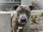 Adopt SALLY a Pit Bull Terrier