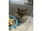 Adopt SABLE a Hamster