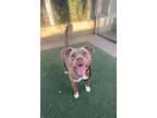 Adopt MACITA a Staffordshire Bull Terrier, Mixed Breed