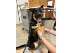 Adopt BEATRIX a German Shepherd Dog