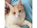 Adopt Gremlin a Orange or Red (Mostly) Domestic Shorthair / Mixed (short coat)