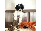 Shih-Poo Puppy for sale in South Orange, NJ, USA