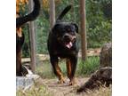 Rottweiler Puppy for sale in Indianapolis, IN, USA
