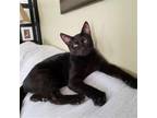 Adopt Fig a All Black Domestic Shorthair / Mixed (short coat) cat in Cincinnati