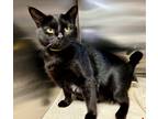 Adopt Joyce a Domestic Shorthair / Mixed (short coat) cat in Tiffin