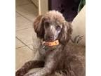 Adopt Hazel Bean a Brown/Chocolate Poodle (Miniature) / Mixed dog in Dallas