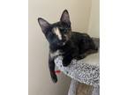 Adopt Glory a All Black Domestic Shorthair (short coat) cat in Dallas