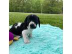 Dachshund Puppy for sale in Mount Vernon, IL, USA