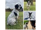 Adopt Chico a Gray/Blue/Silver/Salt & Pepper Boxer / Australian Cattle Dog /