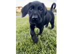 Adopt Philly - Personality Plus! a Black - with White Labradoodle / Pointer /