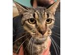Adopt Chica a Brown Tabby Domestic Shorthair / Mixed cat in Surrey