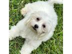 Maltipoo Puppy for sale in Bryan, TX, USA
