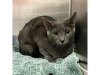 Adopt Wenda a Domestic Short Hair