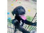 Adopt Chester-1 a Black Labrador Retriever / Mixed Breed (Medium) dog in