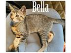 Adopt Bella (FCID# 7/18/23-143) a Gray, Blue or Silver Tabby Domestic Shorthair