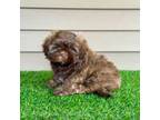 Shih Tzu Puppy for sale in Elmhurst, IL, USA