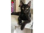 Adopt Naruto III a Black & White or Tuxedo Domestic Shorthair / Mixed cat in