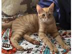 Adopt Oh Cee a Orange or Red Domestic Shorthair / Mixed cat in Muskegon