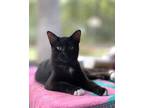 Adopt Beans IX a All Black Domestic Shorthair / Mixed cat in Muskegon