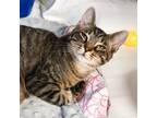 Adopt Robin a Domestic Shorthair / Mixed (short coat) cat in Ewing
