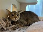 Adopt 2307-1634 Serena a Domestic Shorthair / Mixed (short coat) cat in Virginia