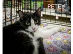Adopt Petey (FCID# 06/08/2023 - 58 Levittown PS) C a Black & White or Tuxedo