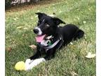 Adopt Gus a Black - with White Border Collie / Mixed dog in Overland Park