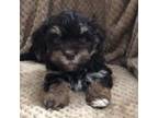 Havanese Puppy for sale in Clinton, IN, USA