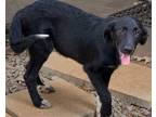 Adopt Biscuit Lonestar a Black - with White Flat-Coated Retriever / Labrador