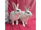 Adopt BLUEBERRY a Bunny Rabbit