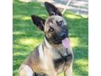 Adopt AVA a German Shepherd Dog, Mixed Breed