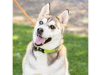 Adopt VIXEN a Siberian Husky, Mixed Breed