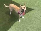 Adopt SCARLETT a Pit Bull Terrier, Mixed Breed
