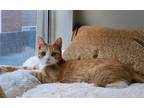 Adopt Oliver Twist a Domestic Shorthair / Mixed cat in Salt Lake City