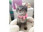 Adopt Chelsea a Domestic Shorthair / Mixed cat in Salt Lake City, UT (38853243)