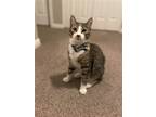 Adopt Bowzer a Domestic Shorthair / Mixed cat in Salt Lake City, UT (38772550)