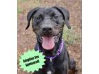 Adopt Ace a Labrador Retriever / Mixed dog in Vineland, NJ (38681858)