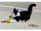 Adopt Delphine a Domestic Longhair / Mixed (long coat) cat in Fall River