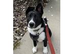 Adopt SHADOW a Black - with White Border Collie / Mixed dog in Oceanside