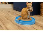 Adopt Mango a Orange or Red Domestic Shorthair / Mixed (short coat) cat in